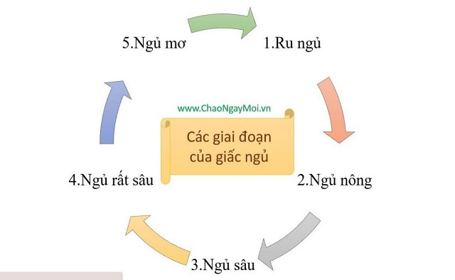 5 giai đoạn giấc ngủ