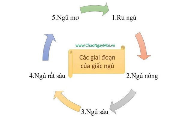 Giấc Ngủ Kéo Dài Bao Lâu