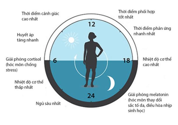 Giấc Ngủ Sinh Học Là Gì 2